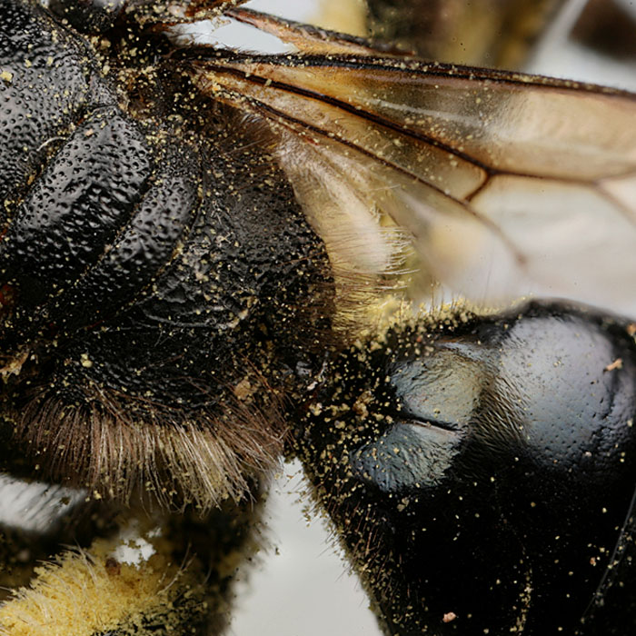 Andrena agilissima